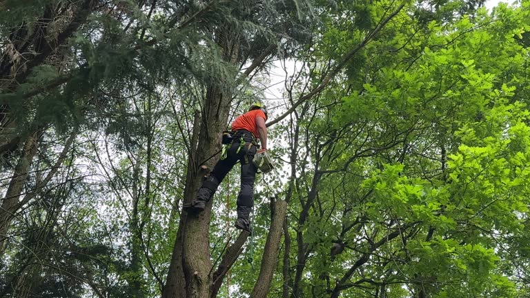 Professional Tree Services in Winooski, VT