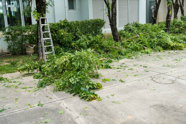 Why Choose Our Tree Removal Services in Winooski, VT?