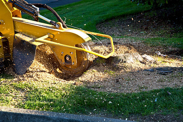 Leaf Removal in Winooski, VT